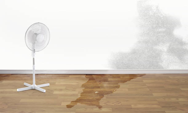 Best Water damage cleanup near me  in Wayland, MI